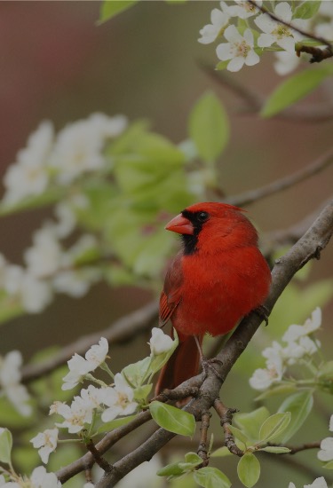 Cardinal in Westside Indy