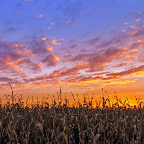 Cornfield in Westside Indianapolis